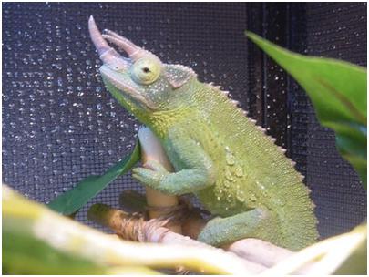 Jackson's Male Chameleon